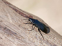False darkling beetle (Melandrya caraboides) on driftwood in coastal sand dunes, Merthyr Mawr Warren National Nature Reserve, Glamorgan, Wales, UK. May.