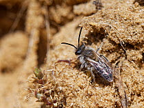 Male Sandpit mining bee (Andrena barbilabris) sunning on a coastal sand dune, Merthyr Mawr National Nature Reserve, Glamorgan, Wales, UK. April.