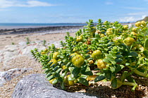 Sea sandwort (Honckenya peploides) clumps with maturing fruit capsules on sea shore, Merthyr Mawr National Nature Reserve, Glamorgan, Wales, UK. July.