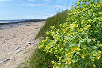 Sea spurge (Euphorbia paralias) flowering on coastal sand dunes just above the shore line, Merthyr Mawr Warren National Nature Reserve, Glamorgan, Wales, UK. July.