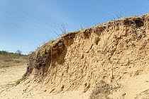 Eroded bank in a coastal sand dune with many active burrows of solitary bees, including the Vernal colletes / Spring mining bee (Colletes cunicularius), Merthyr Mawr National Nature Reserve, Glamorgan...
