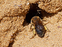 Female Vernal colletes / Spring mining bee (Colletes cunicularius) entering its nest burrow in a coastal sand dune, Merthyr Mawr National Nature Reserve, Glamorgan, Wales, UK. April.