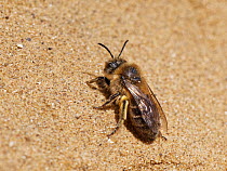 Female Vernal colletes / Spring mining bee (Colletes cunicularius) sunning itself on sand on a coastal sand dune, Merthyr Mawr National Nature Reserve, Glamorgan, Wales, UK. April.