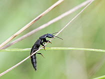 Rove beetle (Tasgius cf. melanarius) climbing a grass stem in a chalk grassland meadow, Wiltshire, UK. August.