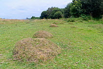 Yellow meadow ant (Lasius flavus) nest mounds on grazed chalk grassland slope, near Swansea, Glamorgan, Wales. July.