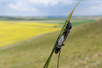 St. Mark's fly / Hawthorn fly (Bibio marci) mating pair  on grass blade with flowering field of Oilseed rape (Brassica napus) in the background, Marlborough Downs, Wiltshire, UK. May.