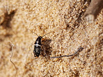 Lesser cockroach (Ectobius panzeri) nymph climbing up a sandy slope in heathland, Dorset, UK, August.