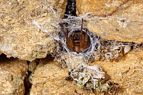 Female Common lace weaver / Lace-webbed spider (Amaurobius similis) at the entrance of its silk-lined crevice in a stone wall, Wiltshire, UK. October.