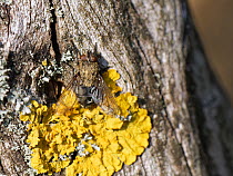 Cluster fly (Pollenia sp.) sunning on a lichen encrusted tree trunk, Godlingston Heath, Dorset, UK.,, September.