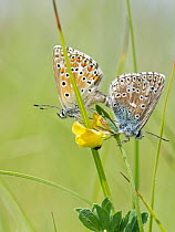 Pair of Adonis blue (Polyommatus bellargus) butterflies mating on a Birdsfoot trefoil (Lotus corniculatus) flower in a meadow, Wiltshire, UK. June.