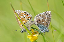 Pair of Adonis blue (Polyommatus bellargus) butterflies mating on a Birdsfoot trefoil (Lotus corniculatus) flower in a meadow, Wiltshire, UK. June.