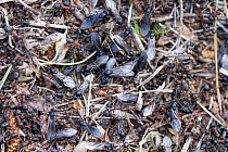 Southern wood ant (Formica rufa) nest surface, with workers and emerging winged male alates, in heathland, Dorset, UK, May.