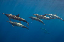Pod of Spinner dolphin (Stenella longirostris) swimming. Utila Island, Honduras. Caribbean Sea.