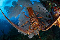 Caribbean spiny lobster (Panulirus argus) sitting disoriented on top of Common sea fan (Gorgonia ventalina) after being driven out of hiding by fisherman. Caribbean spiny lobster fishery, Utila Island...