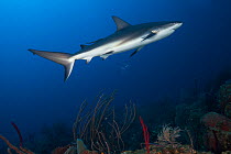 Caribbean reef shark (Carcharhinus perezi) swimming through coral reef. Roatan Island, Honduras. Caribbean Sea.