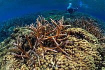 Diver inspecting Staghorn coral (Acropora cervicornis) and Finger coral (Porites porites) colonies. Roatan Island, Honduras. Caribbean Sea.