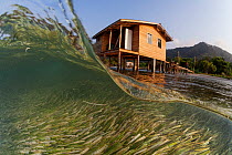 Healthy Turtlegrass (Thalassia testudinum) providing protection against hurricanes with houses on stilts in background. Guanaja Island, Honduras. Caribbean Sea.