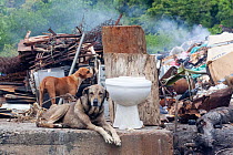 Domestic dogs (Canis familiaris) sitting in new garbage dump. Guanaja Island, Honduras. Caribbean Sea.