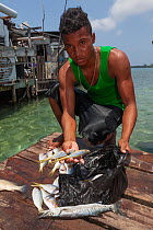 Fisherman showing catch of Yellowtail snapper (Ocyurus chrysurus) and Great barracuda (Sphyraena barracuda). Yellowtail snapper fishery, Utila Island, Honduras. Caribbean Sea.