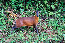 Black-fronted duiker (Cephalophus nigrifrons) stilled in forest clearing, alert. Nyungwe National Park, Rwanda.