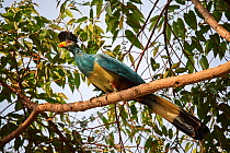 Great blue turaco (Corythaeola cristata) perched on branch. Bigodi wetland sanctuary, Uganda.