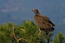 Cinereous vulture (Aegypius monachus) perched on pine tree. Spain. February.