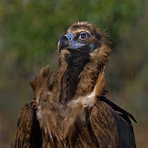 Portrait of Cinereous vulture (Aegypius monachus). Spain. February.