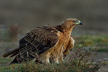 Bonelli's eagle (Aquila fasciata) resting on ground. Spain. February.