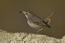 Male Bluethroat (Luscinia svecica) perched on rock, insect in mouth. Spain. February.