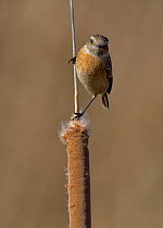 European stonechat (Saxicola rubicola) perched on reed seed head. Spain. February.