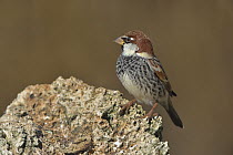 Male Spanish sparrow (Passer hispaniolensis) perched on stone. Spain. February.