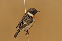 Male European stonechat (Saxicola rubicola) perched on grass stem, Spain. February.