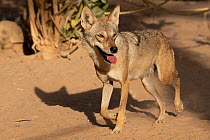 Arabian wolf (Canis lupus arabs) walking across sandy desert, Sharjah, UAE. Captive.