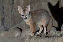 Blanford's fox (Vulpes cana) standing on a rock ledge, Sharjah, UAE. Captive.