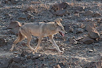 Arabian wolf (Canis lupus arabs) walking across stony desert, Sharjah, UAE.