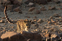Arabian leopard (Panthera pardus nimr) walking across stony desert, Sharjah, UAE.