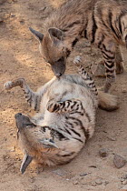 Two Striped hyenas (Hyaena hyaena), one sniffing the other which is lying on its back submissively, Sharjah, UAE.