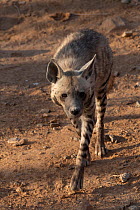 Striped hyena (Hyaena hyaena) walking in desert, Sharjah, UAE.