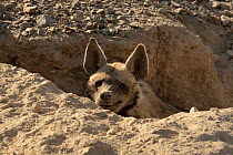 Striped hyena (Hyaena hyaena) peering out from rock crevice, snarling, Sharjah, UAE.