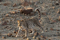 Arabian leopard (Panthera pardus nimr) walking across stony desert, Sharjah, UAE
