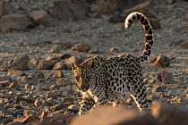 Arabian leopard (Panthera pardus nimr) walking across stony desert, Sharjah, UAE.