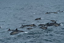 Pod of Long-beaked common dolphin (Delphinus capensis) porpoising, Monterey Bay, California, Pacific Ocean, USA.