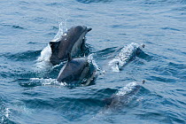 Small pod of Long-beaked common dolphin (Delphinus capensis) porpoising, Monterey Bay, California, Pacific Ocean, USA.