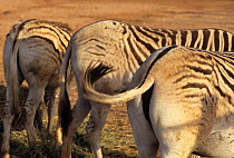 Three Burchell's zebra (Equus quagga burchellii) without stripes on hindquarters, part of a selective breeding programme to bring back the Quagga (Equus quagga quagga) from extinction and reintro...