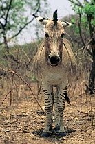 Burchell's zebra / Donkey hybrid (Equus quagga burchellii x Equus asinus), Lion Park Sanctuary, Harare, Zimbabwe. Captive.