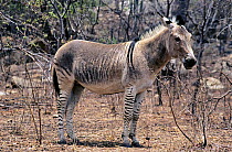 Burchell's zebra / Donkey hybrid (Equus quagga burchellii x Equus asinus), Lion Park Sanctuary, Harare, Zimbabwe. Captive.