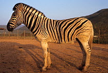 Plains zebra (Equus quagga), part of a selective breeding programme to bring back the Quagga (Equus quagga quagga) from extinction and reintroduce it into reserves in its former habitat. Cape Town, S...