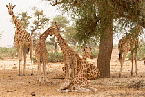 Giraffe (Giraffa camelopardalis peralta) herd resting under tree, Sahel, Niger.