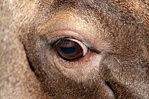 Thorold's deer (Cervus albirostris) eye detail, Usti nad Labem Zoo, Czech Republic. Captive.
