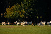 Red deer (Cervus elaphus) herd, some albino, grazing in the grounds of Zleby Castle, Prague, Czech Republic.